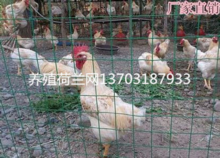 养殖荷兰网